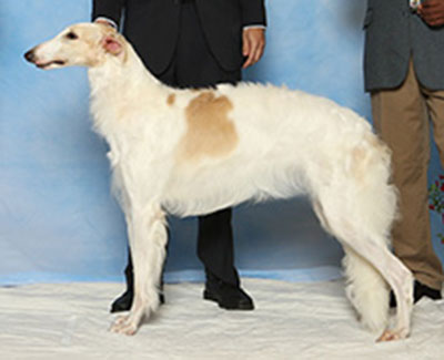 Top Best of Opposite Sex Borzoi 2018